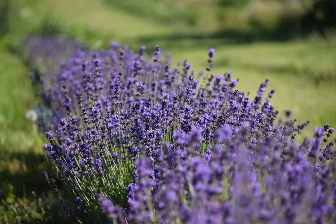 Wytrawne oblicze lawendy – jak używać lawendę w kuchni