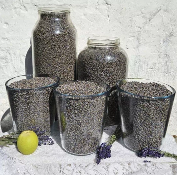 Susz Lawendowy 50g - Odmiana Nico | Lawendowe Roztocze