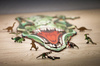 EWA Drewniane Puzzle 2D - Układanka T-Rex